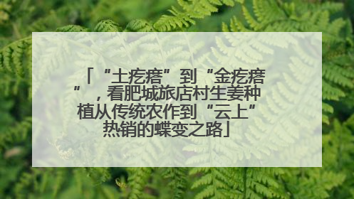 “土疙瘩”到“金疙瘩”，看肥城旅店村生姜种植从传统农作到“云上”热销的蝶变之路