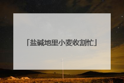 盐碱地里小麦收割忙