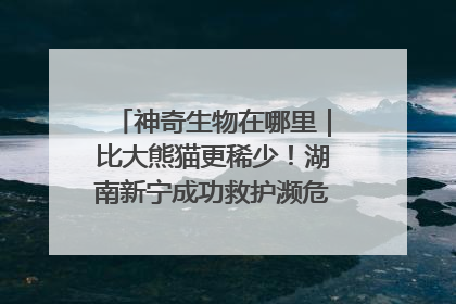 神奇生物在哪里｜比大熊猫更稀少！湖南新宁成功救护濒危鸟类海南鳽