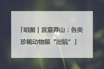 组图｜宜章莽山：各类珍稀动物频“出镜”