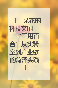 一朵花的科技突围——“三用百合”从实验室到产业链的菏泽实践