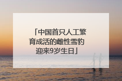 中国首只人工繁育成活的雌性雪豹迎来9岁生日
