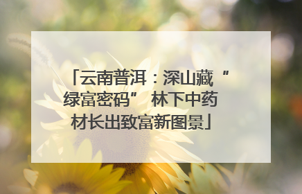 云南普洱：深山藏“绿富密码” 林下中药材长出致富新图景