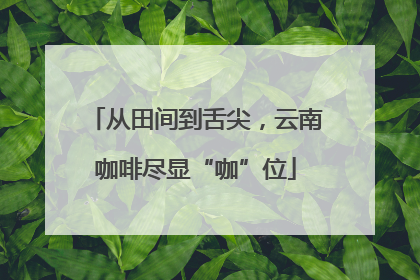 从田间到舌尖，云南咖啡尽显“咖”位