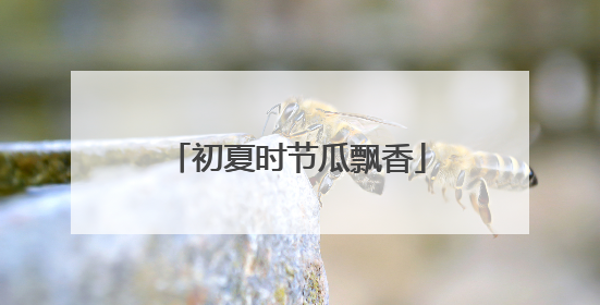 初夏时节瓜飘香