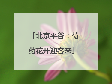 北京平谷：芍药花开迎客来