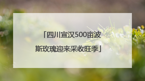 四川宣汉500亩波斯玫瑰迎来采收旺季