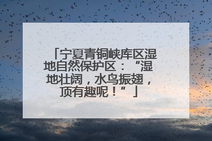 宁夏青铜峡库区湿地自然保护区：“湿地壮阔，水鸟振翅，顶有趣呢！”