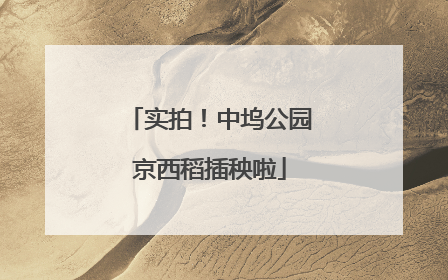实拍！中坞公园京西稻插秧啦