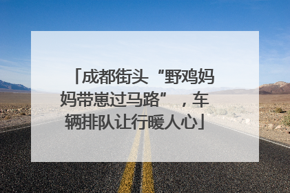 成都街头“野鸡妈妈带崽过马路”，车辆排队让行暖人心