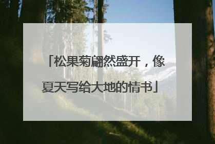 松果菊翩然盛开，像夏天写给大地的情书
