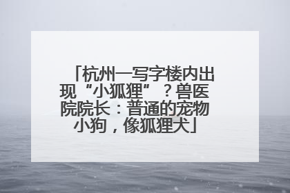 杭州一写字楼内出现“小狐狸”？兽医院院长：普通的宠物小狗，像狐狸犬