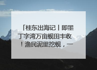 桂东出海记丨即墨丁字湾万亩蚬田丰收！渔民泥里挖蚬，一天上岸过千斤