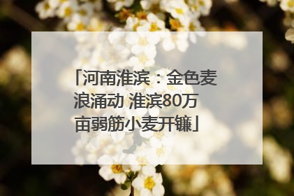 河南淮滨：金色麦浪涌动 淮滨80万亩弱筋小麦开镰