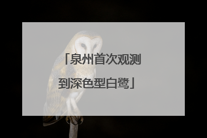 泉州首次观测到深色型白鹭