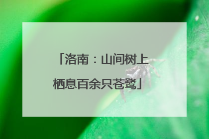 洛南：山间树上栖息百余只苍鹭