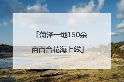 菏泽一地150余亩百合花海上线