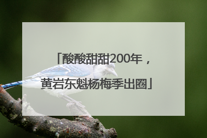 酸酸甜甜200年，黄岩东魁杨梅季出圈