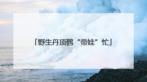 野生丹顶鹤“带娃”忙