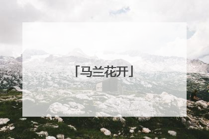马兰花开