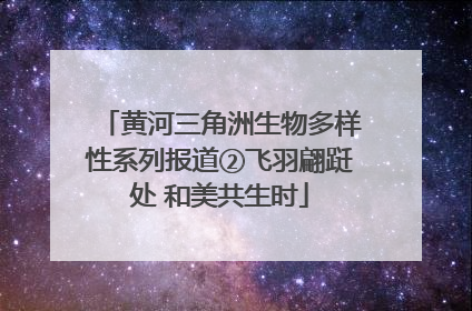 黄河三角洲生物多样性系列报道②飞羽翩跹处 和美共生时