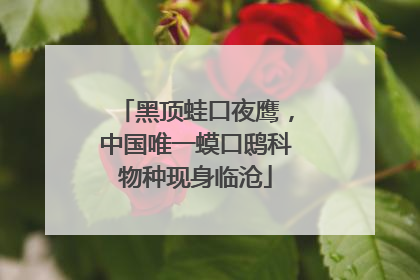 黑顶蛙口夜鹰，中国唯一蟆口鸱科物种现身临沧