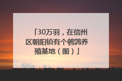 30万羽，在信州区朝阳镇有个鹌鹑养殖基地（图）